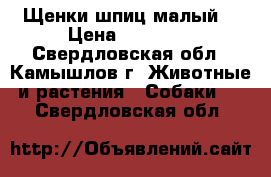 Щенки шпиц малый  › Цена ­ 15 000 - Свердловская обл., Камышлов г. Животные и растения » Собаки   . Свердловская обл.